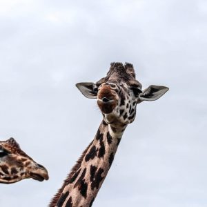 Große Giraffe und kleine Geraffe