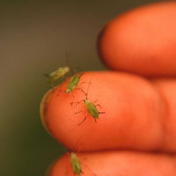 Stärken sehen, Potenziale fördern